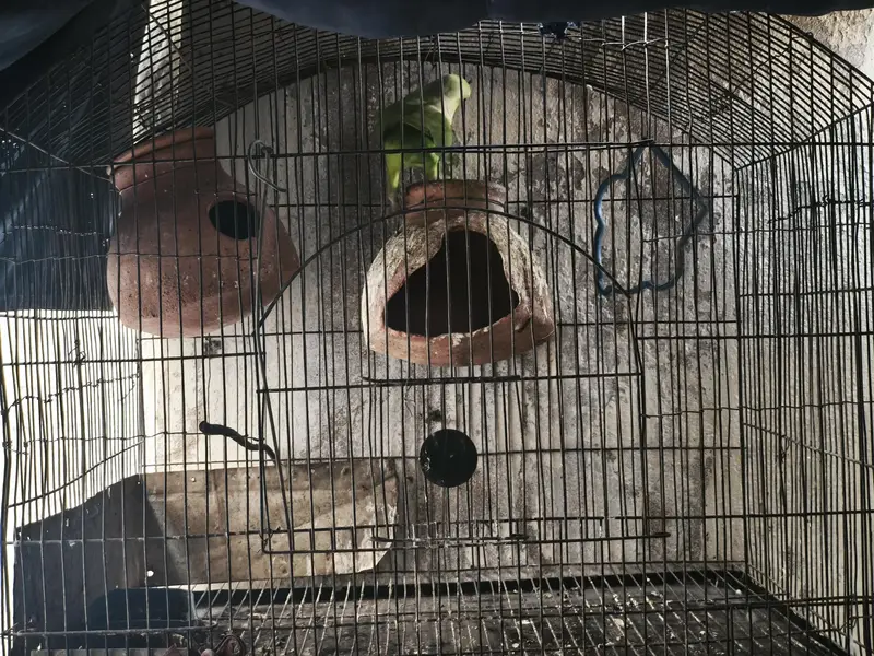 Parrot with Cage for sale — photo 5