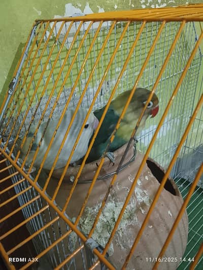 parblue split Ino male with pastel blue female