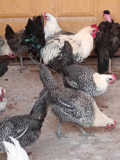 pure Fayoumi hens and  roasters