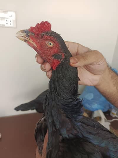 high quality mushka bird