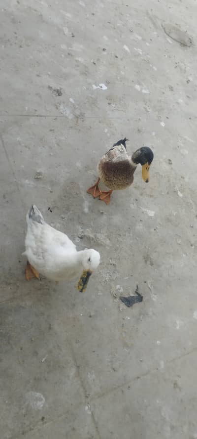 Selling Pair of Beautiful ducks  low price