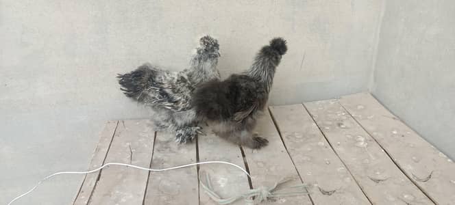 Blue Partridge silki