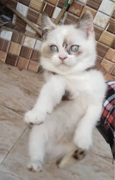 Sami Persian kittens white