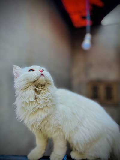 Persian kitten + mother available both