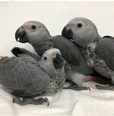 African grey parrot cheeks for sale 03//49//68//26//931