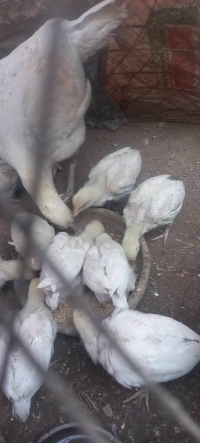 paper white heera chicks for sale