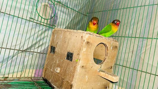 love bird pair 4 sale