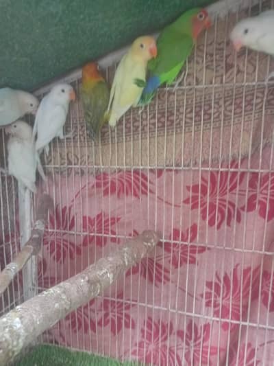 Love bird active Pair price 1800 black Java active Pair price 1500