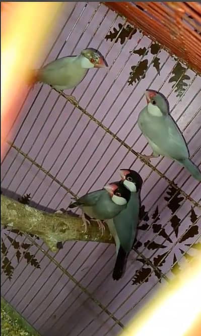 Love bird active Pair price 1750 black Java active Pair price 1500