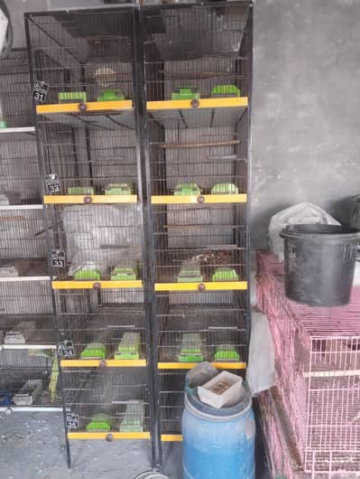Cage and female available