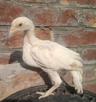 Heera Aseel Chicks 03164304295