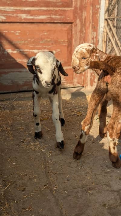 Abluck Teddy Bakri Bakra bachy