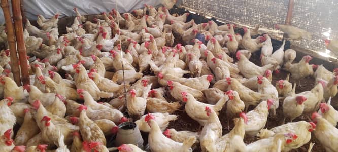 high=qualiy white Layer murqiyan