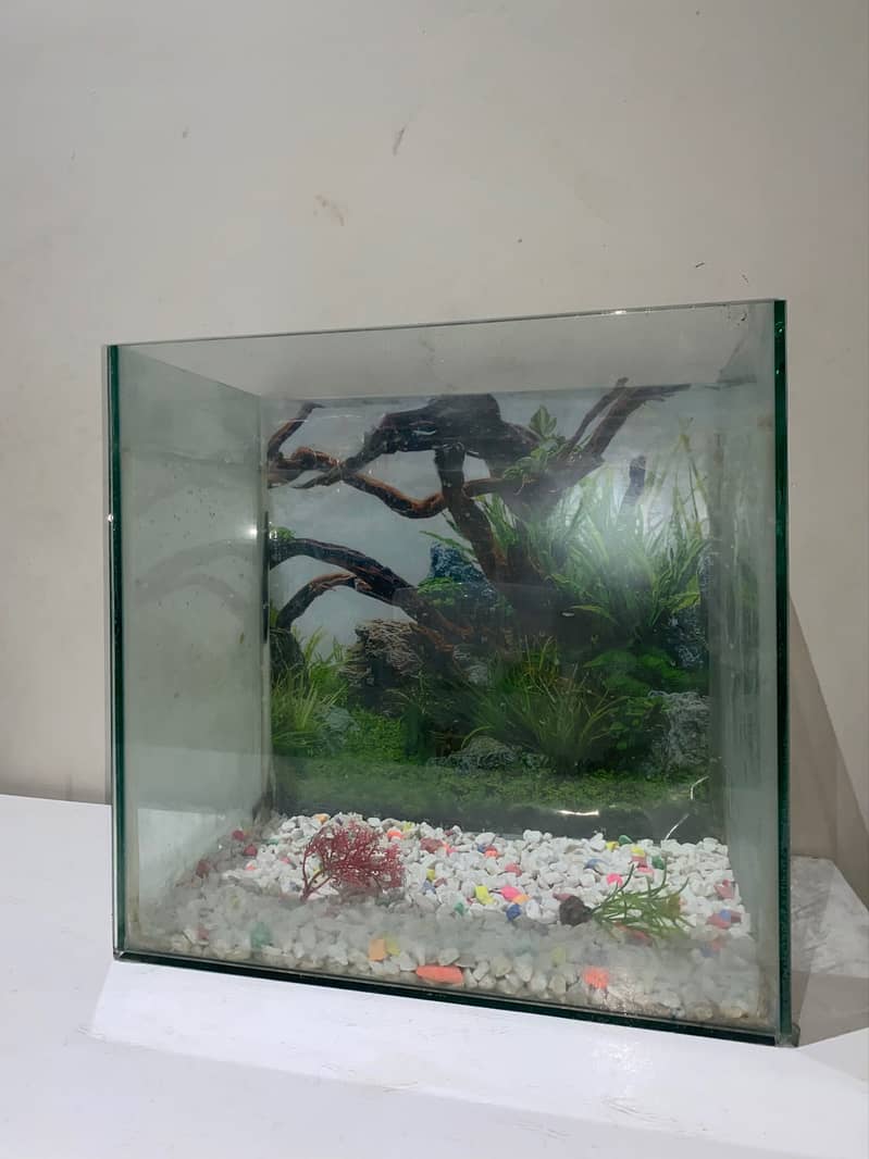 Fish Aquarium Complete Setup 1