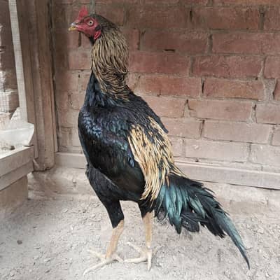 bhot acha janwer ha granted ha