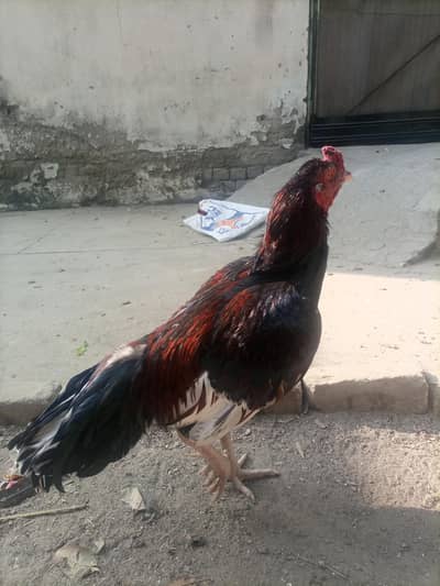 Aseel Mianwali breed