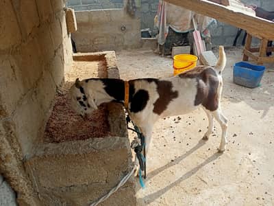 Bakra for sal ful active hain  03158339523