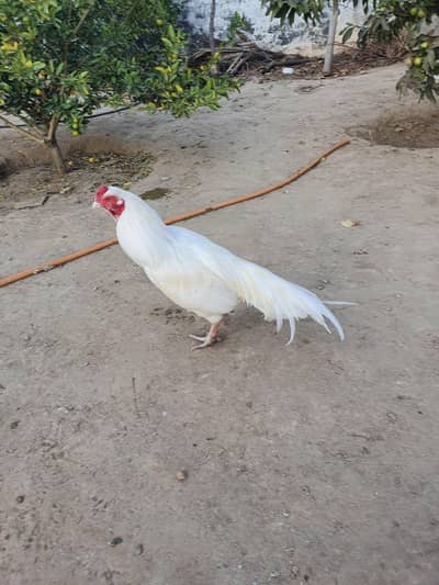 High quality Mianwali Heera Aseel