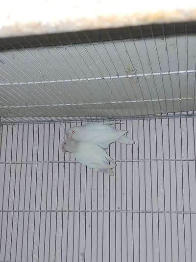 ALBINO RED EYES PAIR