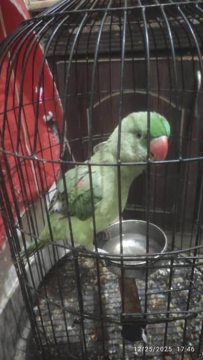 Raw parrot for sale