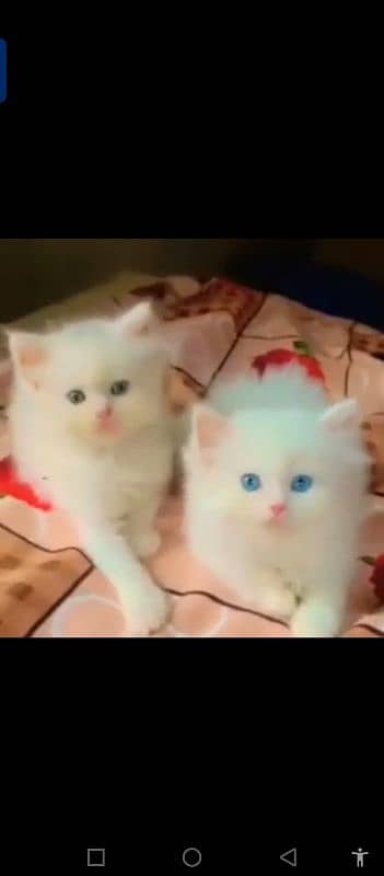 Persian cat for sale male female vaccine clear all 0321=44=95=387=