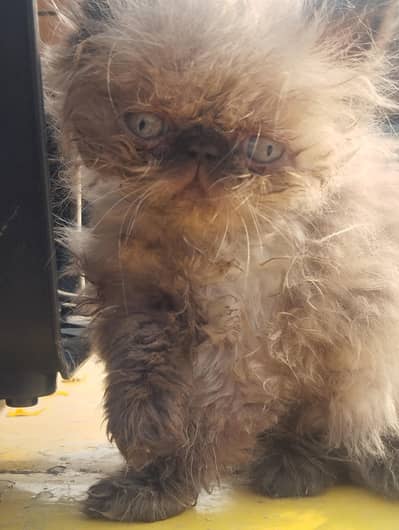 Persian kitten piki