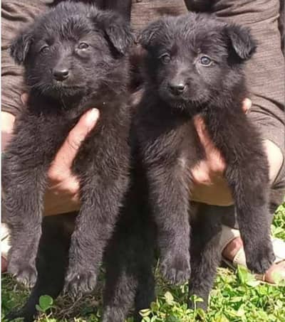 Black German Shepherd puppies | GSD | dog | long coat pair