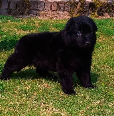 Black German Shepherd male long coat dog for sale