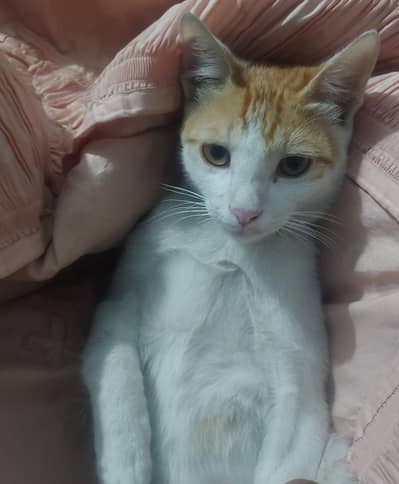 male and female cat ghar ki pali v hain