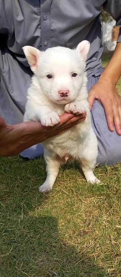 white Russian puppies available for sale