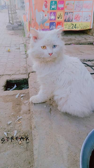 Beautiful Persian Male Cat for Sale