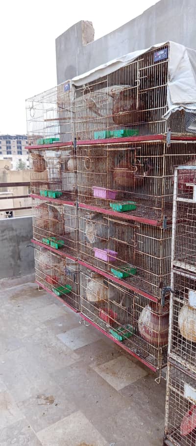 Cages For Sale