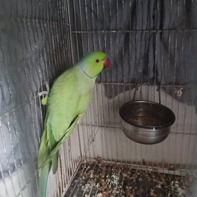 2 ring neck green parrots