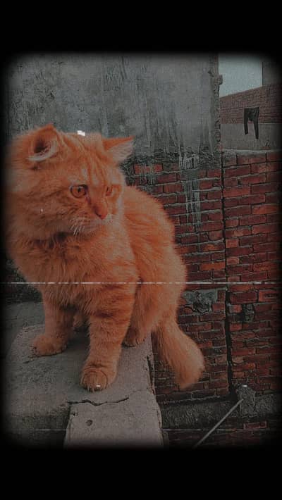 cat male colour brown eyes clour brown shades