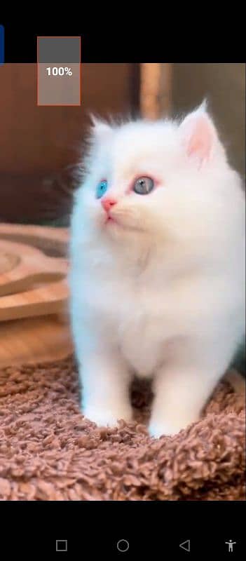 Persian cat for sale male female vaccine clear 0340=14=20=834=