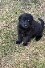 Black German Shepherd male long coat puppy for sale