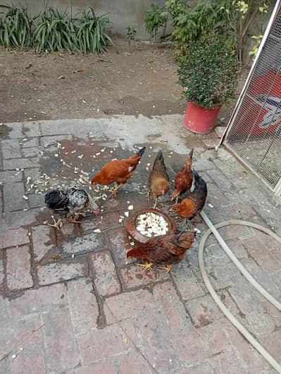 desi Hain 5 murgi or aik murga hai