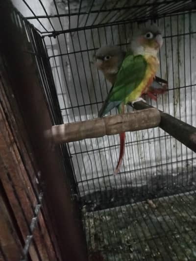 pineapple conour pair