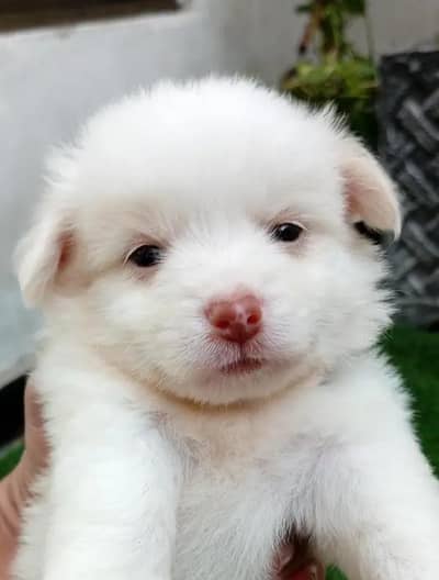 Russian puppy dog age 2 month  for sale  0323=056=58=33