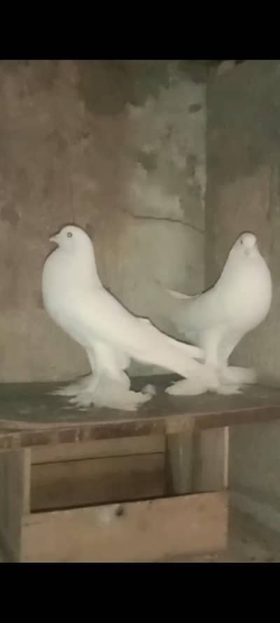 white  magpie pouter pigeons