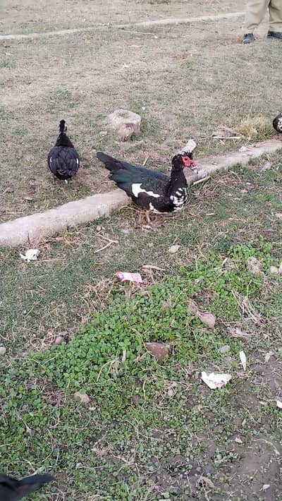murgabi ducks