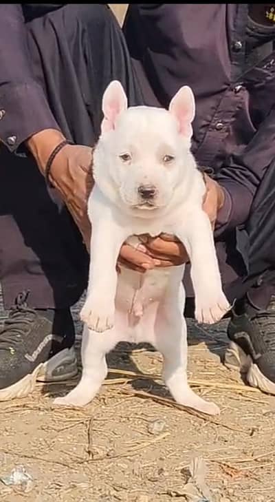 Guwahati gultair male for sale healthy activeDog | GSD