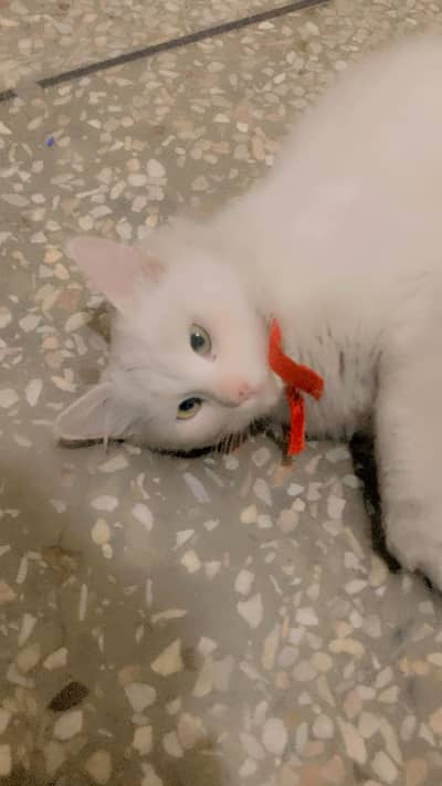 Full white persian cat with yellow eyes