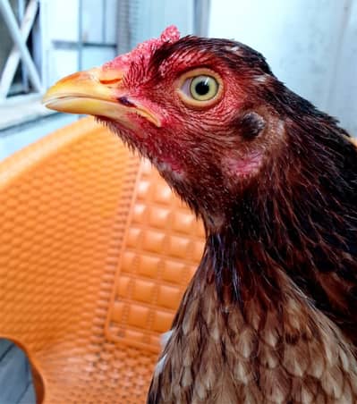 aseel mianwali intehae mazbot gand jor ando bacho ki gurnty