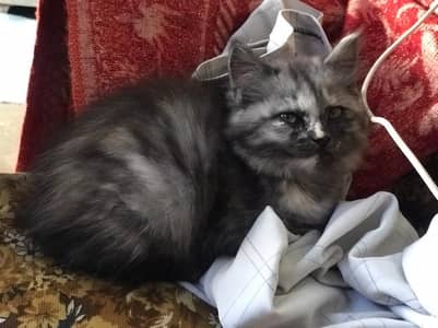 little beautiful cat