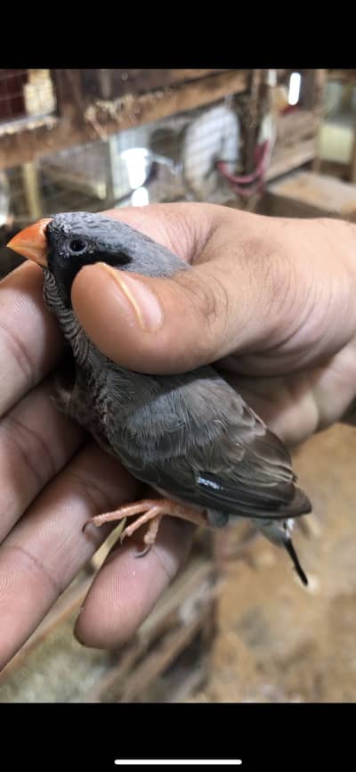 Zebra finch 2b exhibition pair