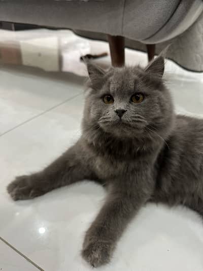 British Long Hair Breed with Golden Eyes