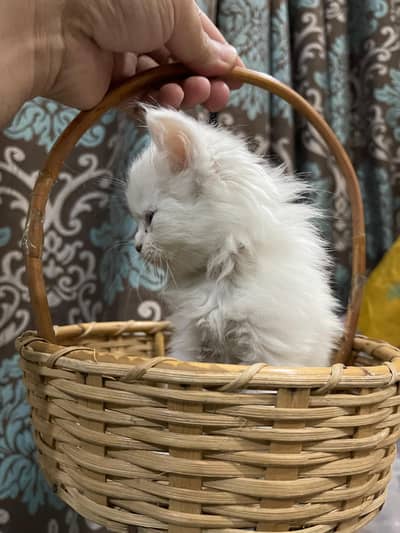Persian Kitten Blue Eyes