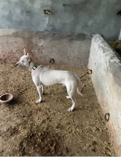 Gultair male for sale