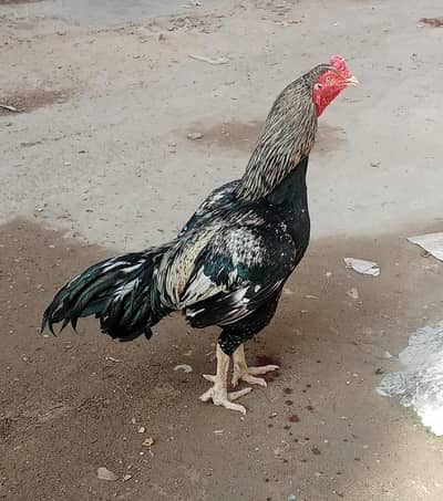 ASEEL BLACK  JAVA  8,000